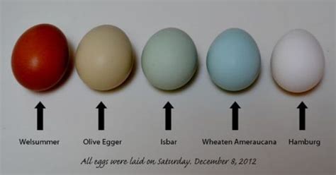 brown ameraucana | Chicken egg colors, Olive egger, Chickens backyard