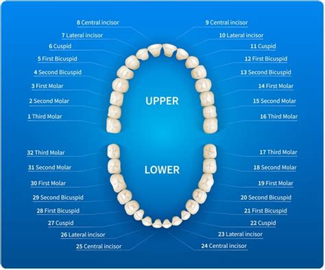 Tooth Numbering System Palmer