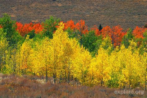 Stueby's Outdoor Journal: Fall colors are popping throughout the mountains of Idaho; take a ...