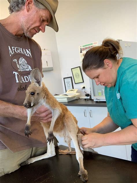 Baby Kangaroo Rescue Centre - The Kangaroo Sanctuary