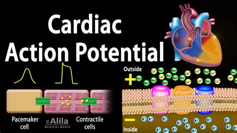 Cardiac Action Potential, Animation. - YouTube