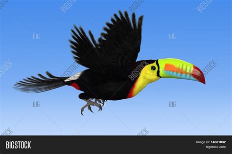 Keel Biled Toucan Flying Image & Photo | Bigstock