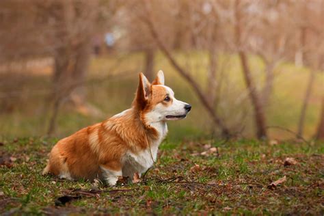 Corgipoo Dog Breed: Puppies, Breeders, Price, Rescue& More - Simply For ...