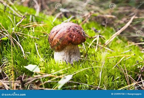 Cep mushroom in forest stock photo. Image of outdoors - 25999758