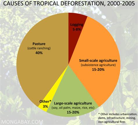 Causes of Deforestation? - Deforestation of Rainforests