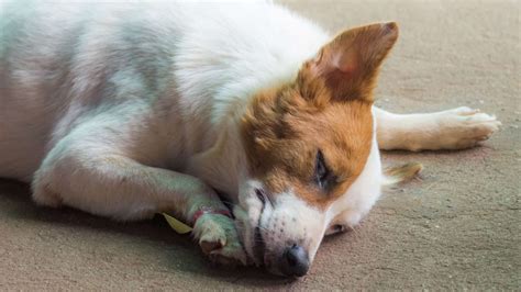 Amoxicillin Side Effects In Dogs: Safety Tips For Pet Owners