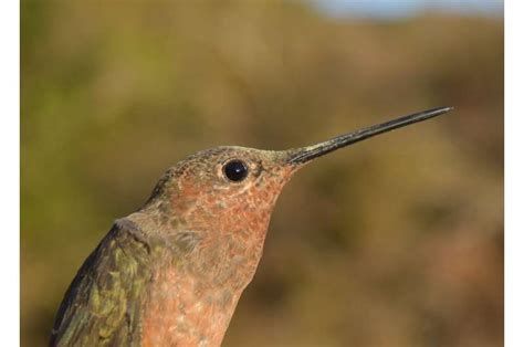 Andean hummingbirds take different evolutionary paths to high altitudes