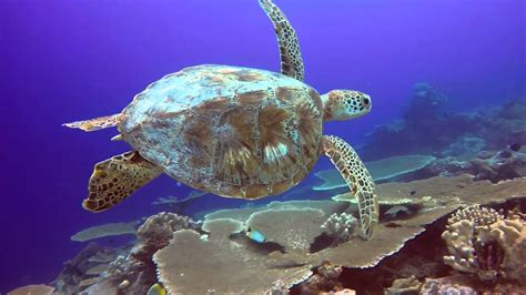 Cocos Keeling Islands - Scuba Diving & Snorkelling - YouTube