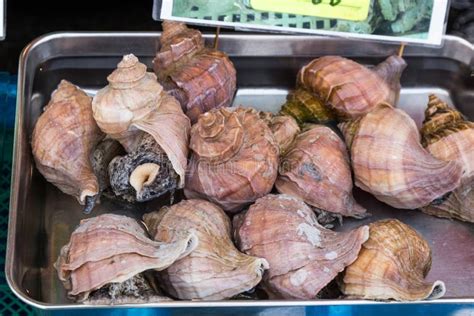 Edible Sea Snails at Japanese Market Stock Photo - Image of travel, edible: 109394084