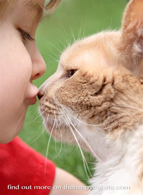 Best Cats for Kids: Choosing the best cat breeds for children