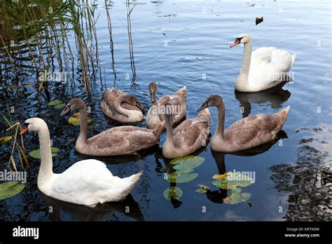 Swans family pond Stock Photo - Alamy