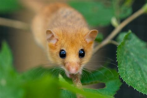 Dormouse Images