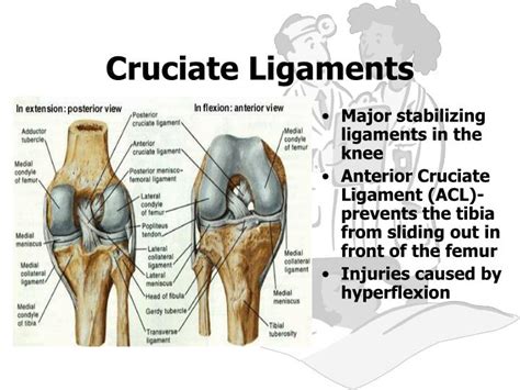 Anterior Cruciate Ligament Anatomy