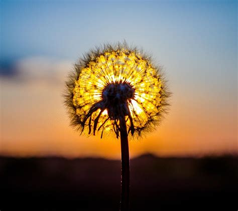 Dandelion Sunset Wallpaper - Resolution:1440x1280 - ID:333629 - wallha.com