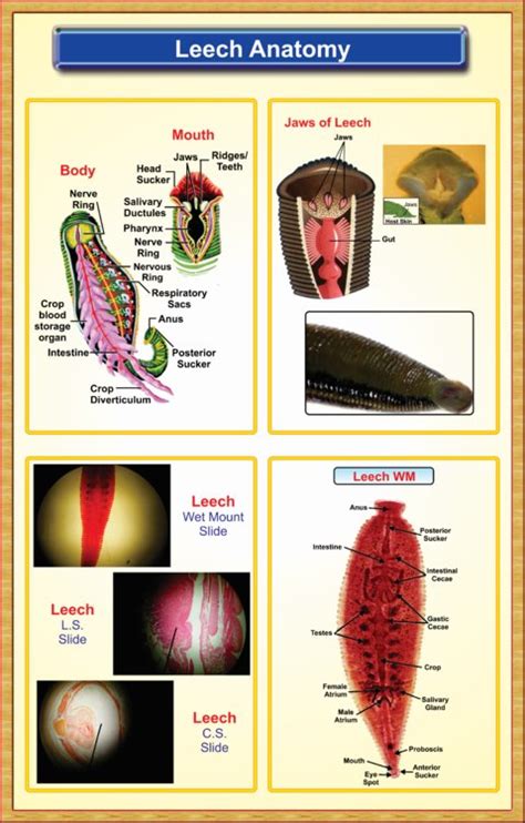 Leech Anatomy