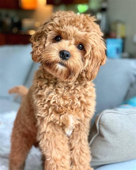 Pin by Char Meier on Dogs | Cavapoo puppies, Cute baby dogs, Cute puppies