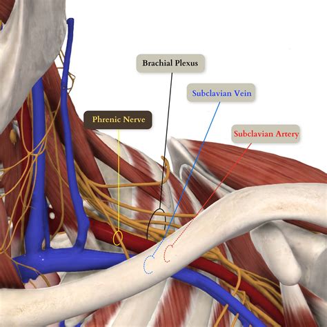 Supraclavicular Brachial Plexus Block — BABY BLOCKS