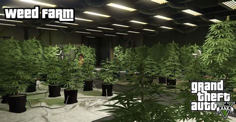 GTA Online Weed Farm: The Full Guide to Make Money | eSportsLatest