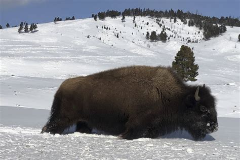 Bestand unter Kontrolle halten: US-Nationalpark schlachtet Hunderte Bisons