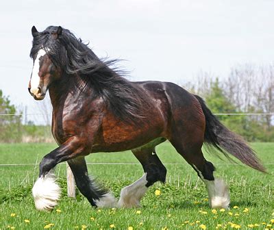 Shire Horse Breed Information, History, Videos, Pictures