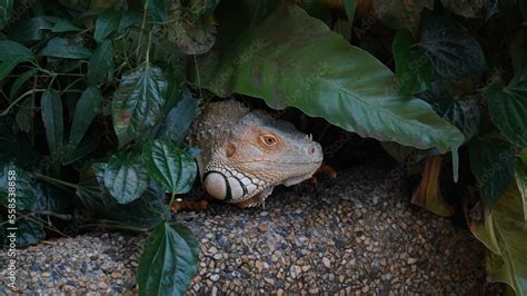 Iguana in nature habitat (Latin - Iguana iguana). Close-up image of large herbivorous lizard ...