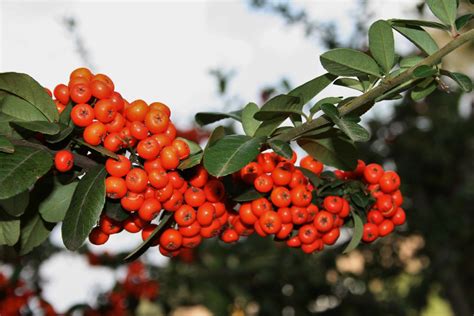 Pyracantha Shrub & Orange Berries Free Stock Photo - Public Domain Pictures