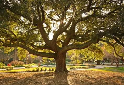 An Oak Tree extends its many branches to anyone in the mood for a climb ...