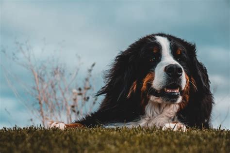 Mini Bernese Mountain Dog: why adopt a Miniature Bernese Mountain Dog ...