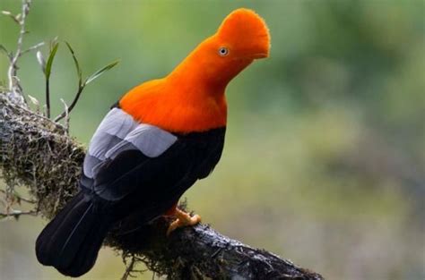 La fauna de la selva peruana | Fauna de la selva, Selva peruana, Selva peru