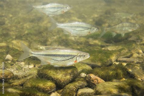 Freshwater fish Riffle minnow (Alburnoides bipunctatus) underwater ...