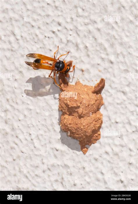 Potter wasp nest hi-res stock photography and images - Alamy