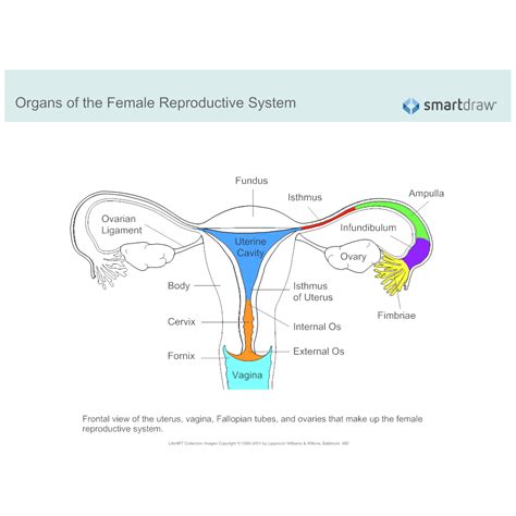 Female Reproductive System Diagram