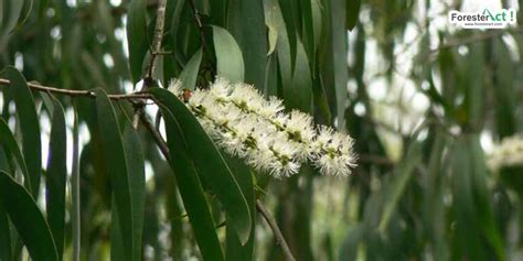 Pohon Kayu Putih (Melaleuca leucandendra): Habitat, Manfaat & Budidaya