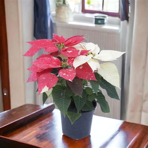 Poinsettia Variegated Plant (Christmas Flower) buy online at plantsguru.com