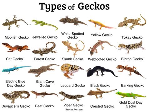 the types of geckos are shown in this chart with their names and colors