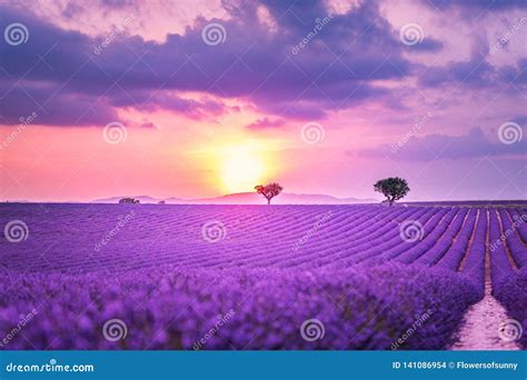 Wonderful Scenery. Panoramic View of French Lavender Field at Sunset ...