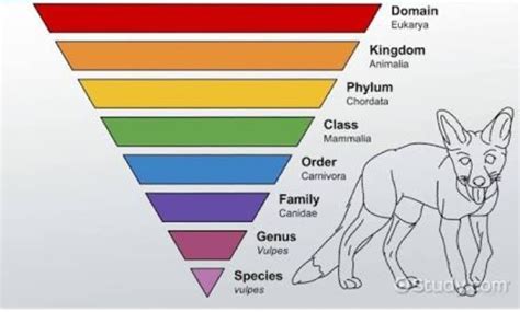 Describe Linnaean classification - Brainly.in