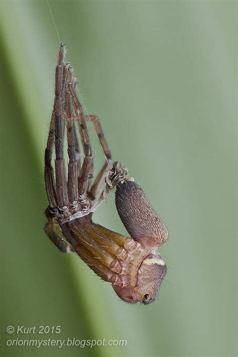 Molting huntsman spider_MG_6790 copy | Huntsman spider, Spider, Insects