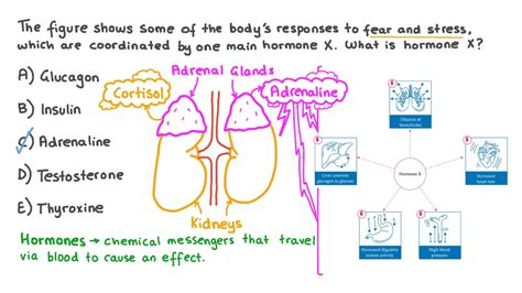 Question Video: Recalling the Function of Adrenaline in the Human Body | Nagwa