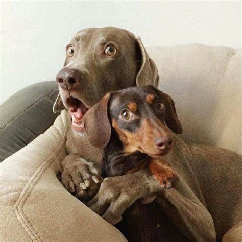 Surprise! | Funny animal pictures, Cute dogs, Funny dog pictures