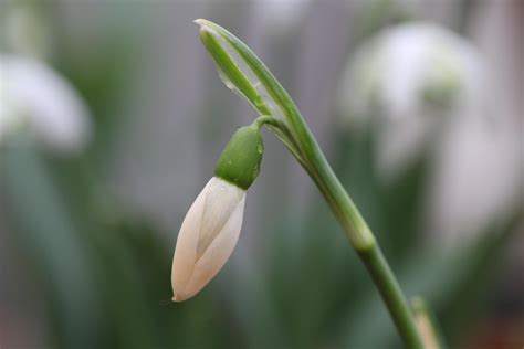 A snowdrop special – 6 pretty Galanthus varieties - The Tea Break Gardener