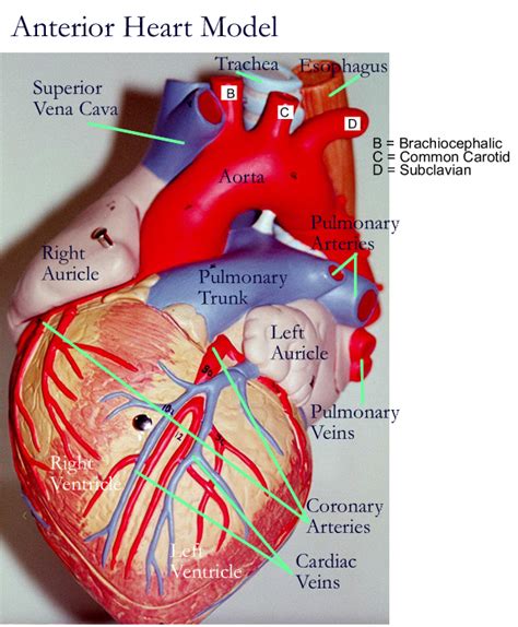 Heart Anatomy with Models