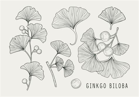 Ginkgo Biloba Handdrawn Illustration 161635 Vector Art at Vecteezy