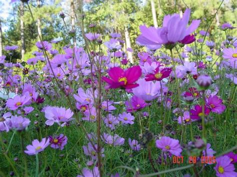 7 best native flowers of south carolina images on Pinterest | Flower ...