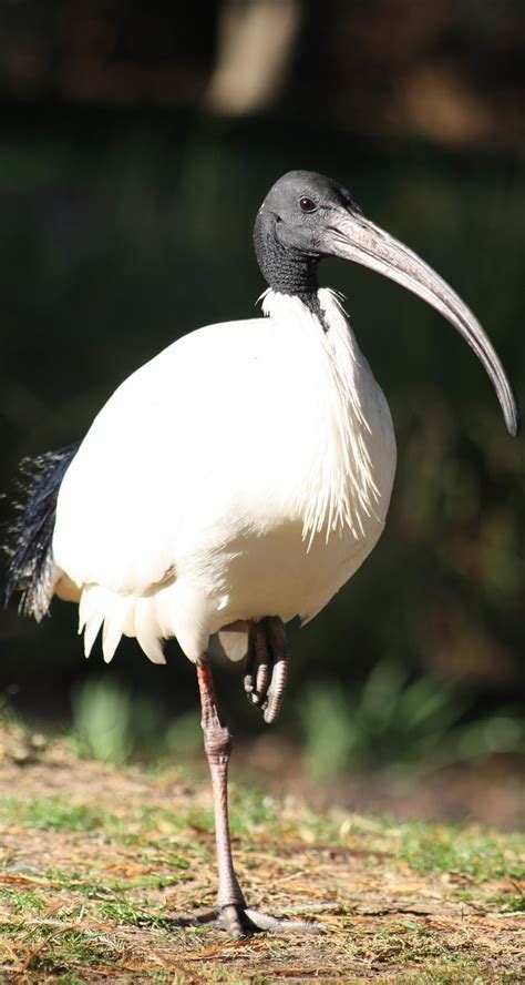 Picture of Australian white ibis - About Wild Animals