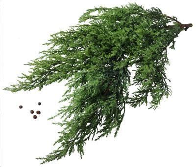 Juniper Berries and Health Benefits | LIVESTRONG.COM | Juniper plant ...