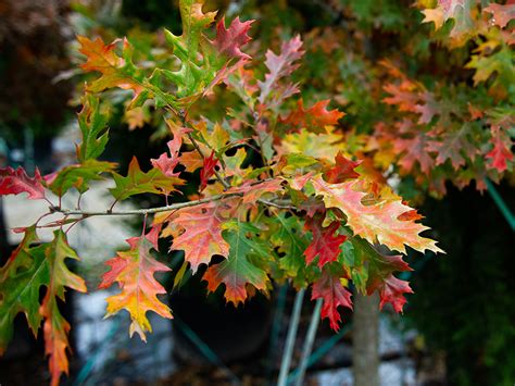 Shumard Red Oak Tree - Dallas, Texas - Treeland Nursery