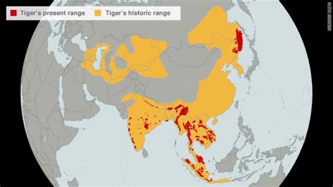 Tigers on verge of extinction in the wild, World Wildlife Fund warns - CNN.com