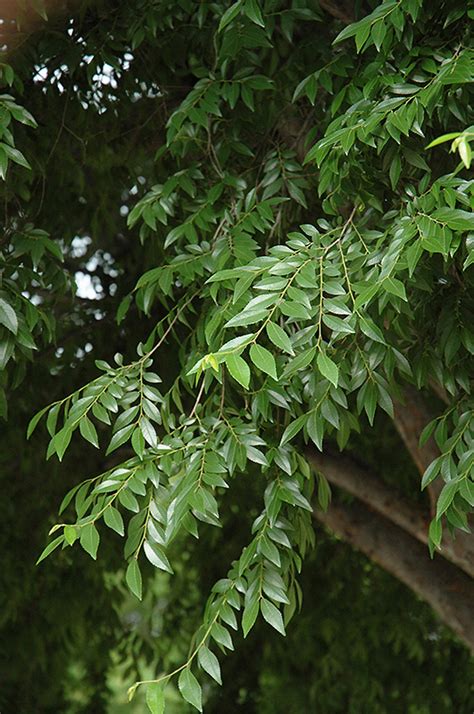 Drake Elm (Ulmus parvifolia 'Drake') in Lafayette, Louisiana (LA) at All Seasons Nursery