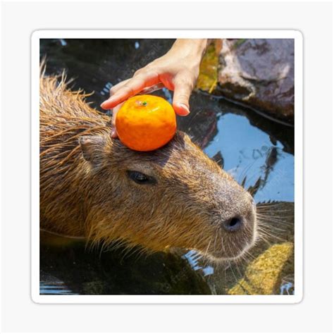 "capybara with orange on head" Sticker for Sale by FunkisDesignes ...